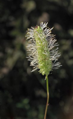 Gaminée