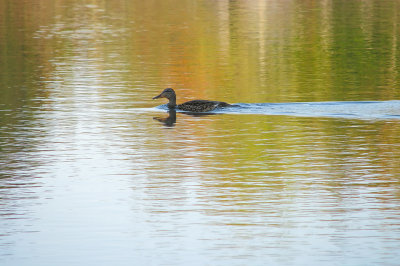 Reflets et Canard