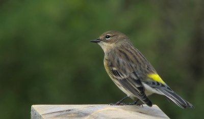 Paruline  croupion jaune