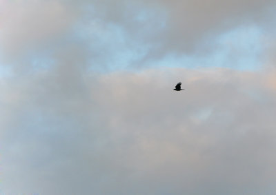 g1/87/963387/3/128355121.psSwEWEt.jpg