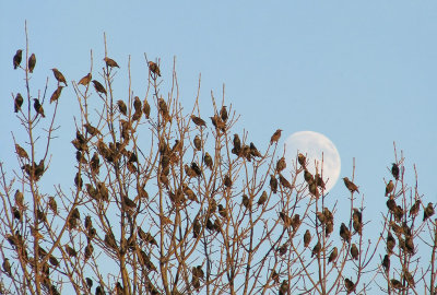 tourneaux et Lune 