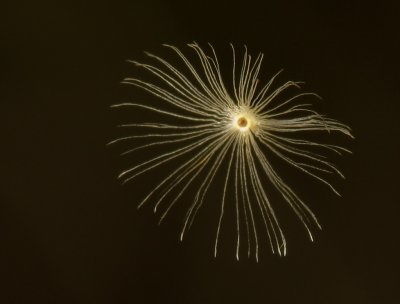 Pappus