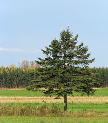 Épinette et Crécerelle