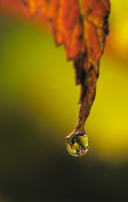 Goutte