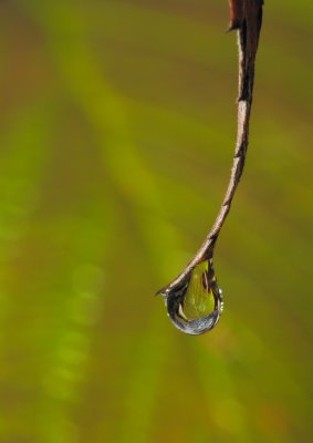 Goutte