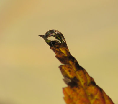 Goutte