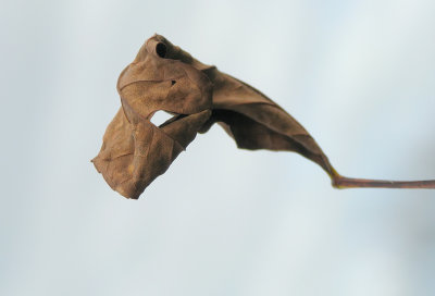 Feuille