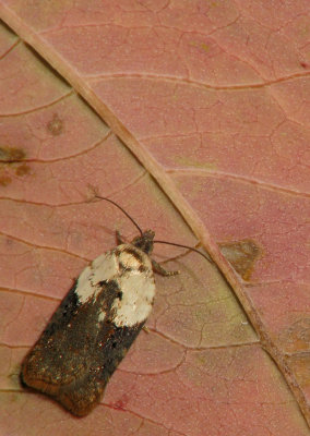 Micro Lépidoptère