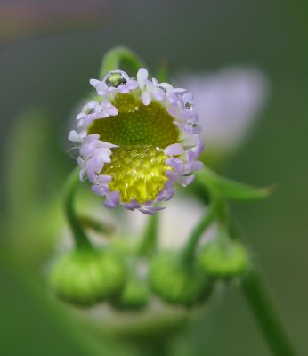 Fleur et rosée