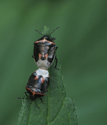 Punaises bimaculées