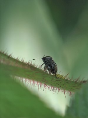 Punaise bimaculée et oeufs