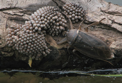 Léthocère et oeufs et larve