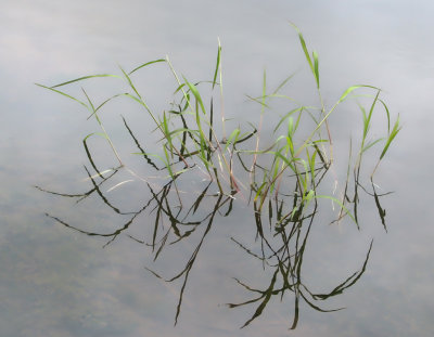 Plantes et eau