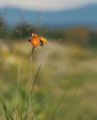 Épervière orangée