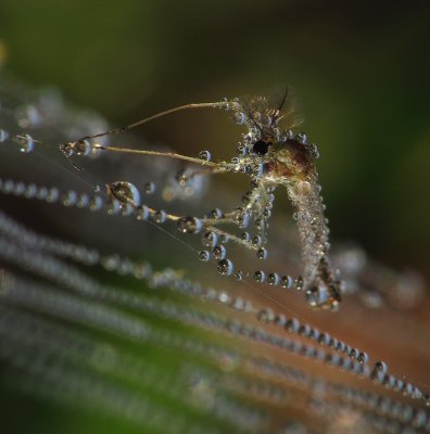 Insecte et rose