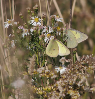 Coliades sur Asters