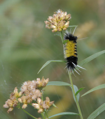 Halisidote macule