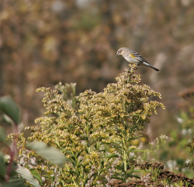 Paruline  croupion jaune 