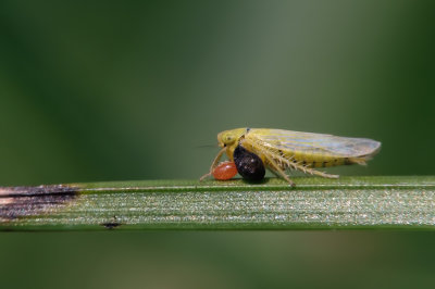 Cicadelle parasite