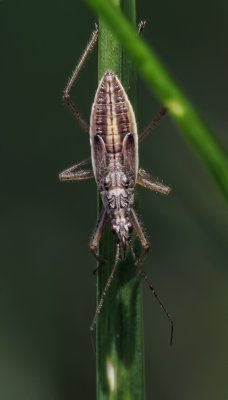 Punaise