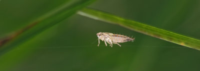  Cicadelle funambule