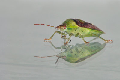 Punaise