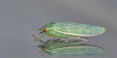 Cicadelle