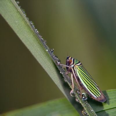 Cicadelle - Tylozygus bifidus (Say)