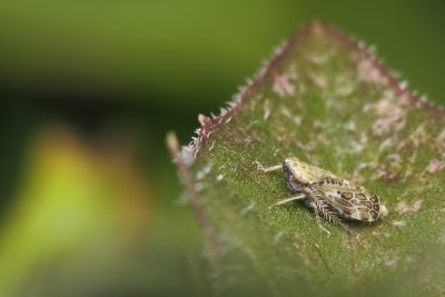 Cicadelle - Latalus sp