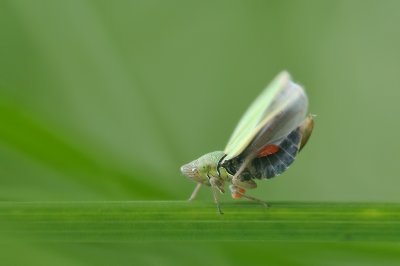 Cicadelle parasite