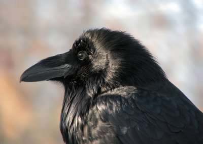 Corbeau