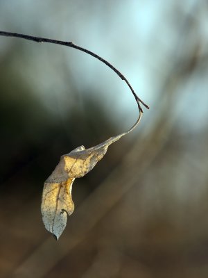 Vieille Feuille