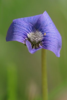 Violette du Canada et Puceron