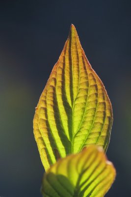 Mini-Araignée sur flamme