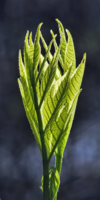 Renouveau