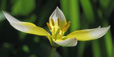 Fleur