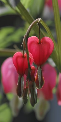 Coeurs saignants