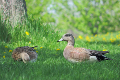Canards d'Amrique
