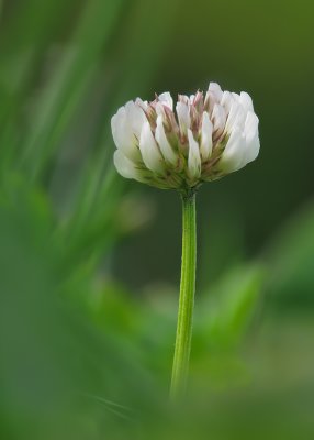 Trèfle blanc