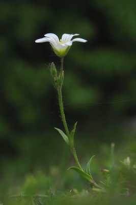 Plante