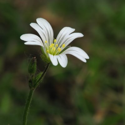 Fleur