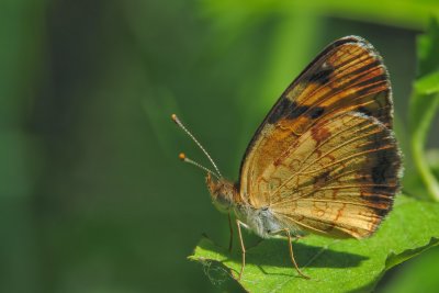 Lpidoptre