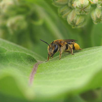 Hymnoptre sur Asclpiade