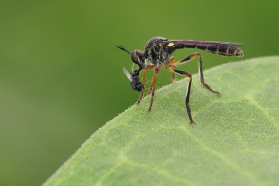 Insecte et proie