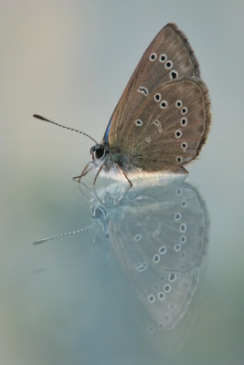 Lpidoptre