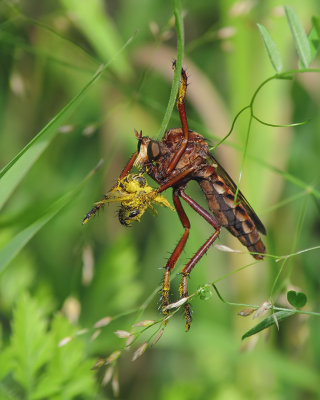 Asilidae et proie