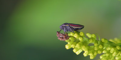 Cicadelle - Cuerna sp. 