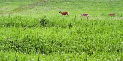 Cerfs de Virginie