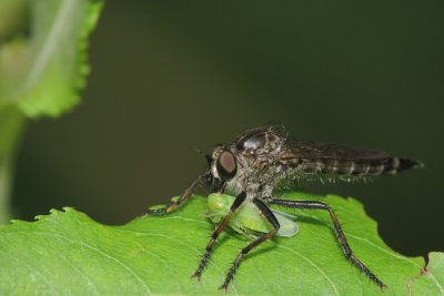 Asilidae et proie