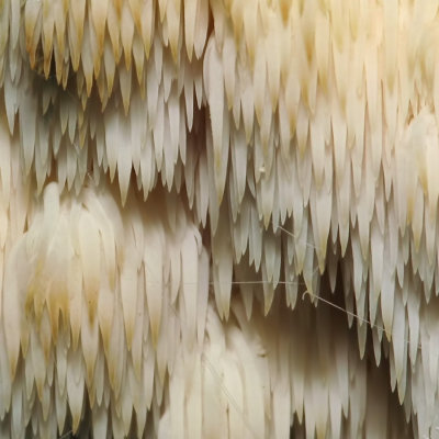 Champignons